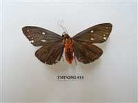 藏品(烏麗燈蛾)的圖片